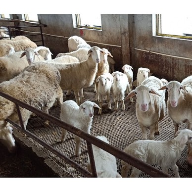 嘉兴六里山农业 湖羊出售
