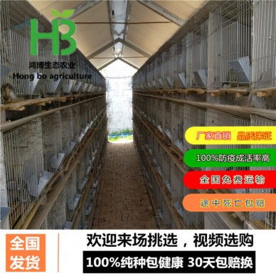 肉兔价格、河北肉兔养殖场、鸿博兔业