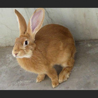 德利牧业  虎皮黄兔价格 肉兔 肉兔 价格