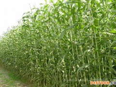 春季播种牧草种子首选1  甜高粱