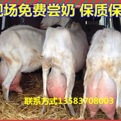 2018年萨能奶山羊价格 养殖奶羊