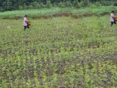 六安桂花苗--桂花树苗怎样施肥