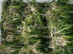 众禾水生植物服务好(图)-四季青苦草批发-南平苦草批发