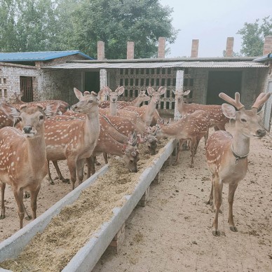 鹿路行 梅花鹿 梅花鹿 梅花鹿厂家 价格面议