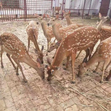 梅花鹿 活体梅花鹿 梅花鹿崽 成年梅花鹿 热销