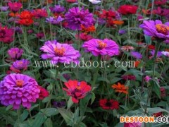 云南百日草花种销售-二月蓝农业-云南百日草花种销售电话