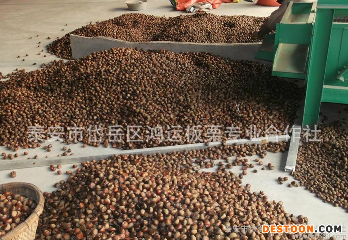 河北燕山板栗  小栗（毛板栗榛子）