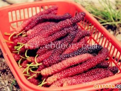 金华果友家庭农场(图)-台湾长果桑苗种植技术-上海台湾长果桑