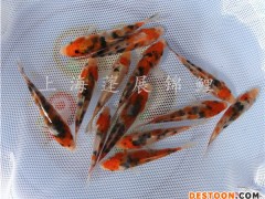 供应锦鲤好鱼苗 台州锦鲤厂家 台州蓬展