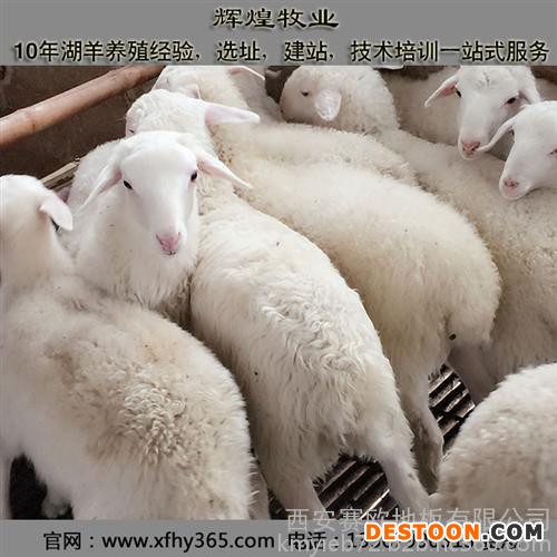 辉煌牧业(图),湖羊养殖基地,山西湖羊养殖