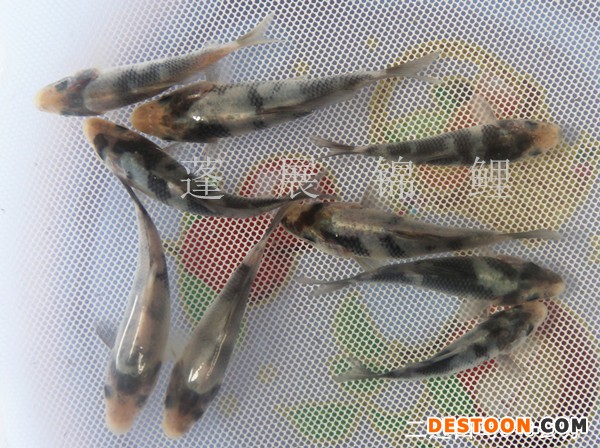 锦鲤鱼苗  锦鲤厂家 供应台州蓬展