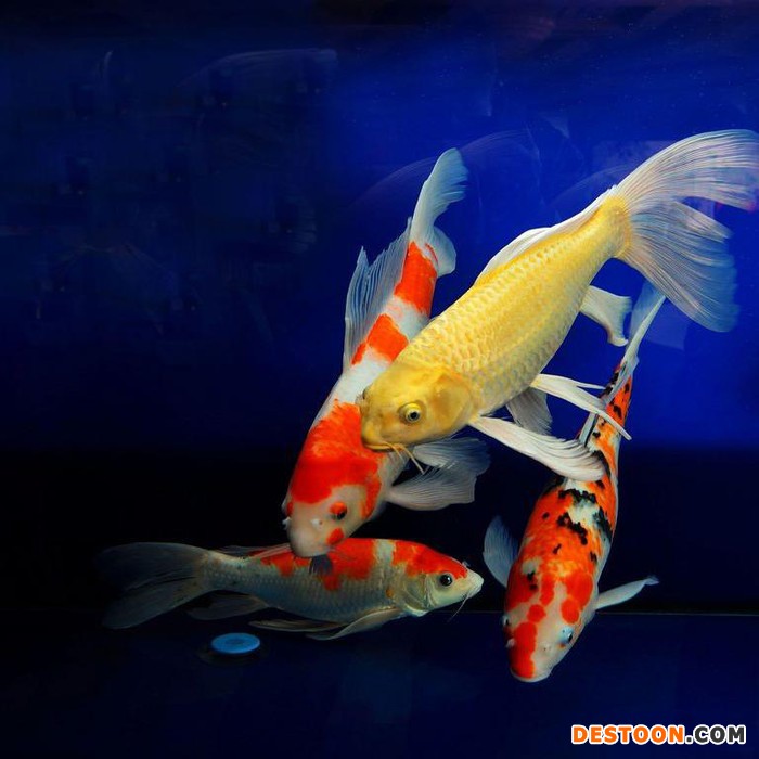 供应台州蓬展    锦鲤鱼苗 台州锦鲤厂家