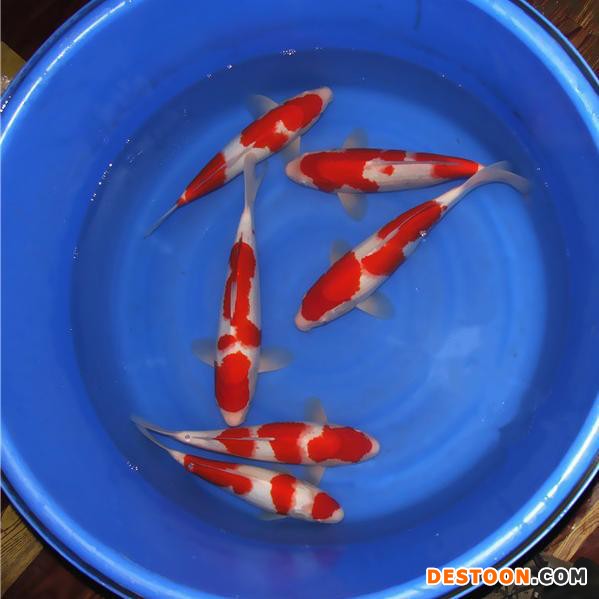 供应【台州 锦鲤鱼苗】 锦鲤鱼苗批发  台州蓬展