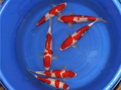 供应【台州 锦鲤鱼苗】 锦鲤鱼苗批发  台州蓬展