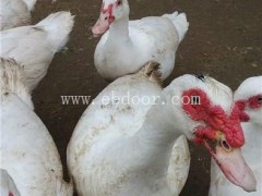 潍坊番鸭苗批发多少钱-西彦孵化厂货源足-纯种番鸭苗批发多少钱