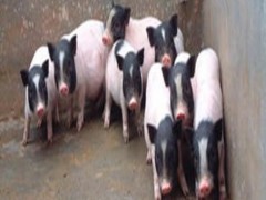 安微常年供应巴马香猪种猪香猪批发价格量大送货上门