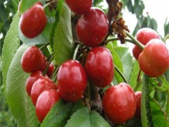 泰肥农业 樱桃苗 供应先锋樱桃苗  樱桃苗价格 樱桃苗批发 樱桃苗品种 欢迎选购