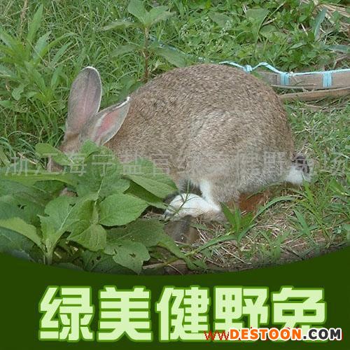 供应野兔,国内 视频播放！