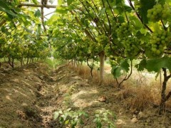 葡萄种植及冬季土、肥、水管理技术