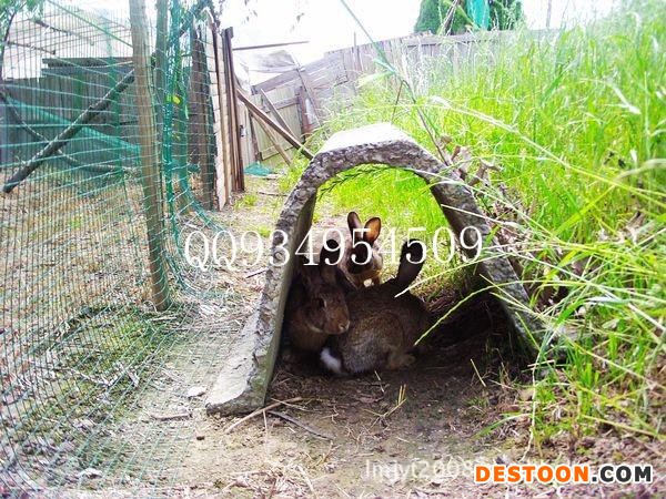 生态绿色养殖发展前景杂交野兔