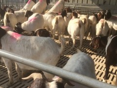 波尔山羊活体小羊苗3-6个月羊羔活体价格 肉羊活山羊多钱一斤