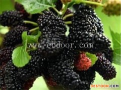 上海台湾长果桑批发多重优惠「多图」