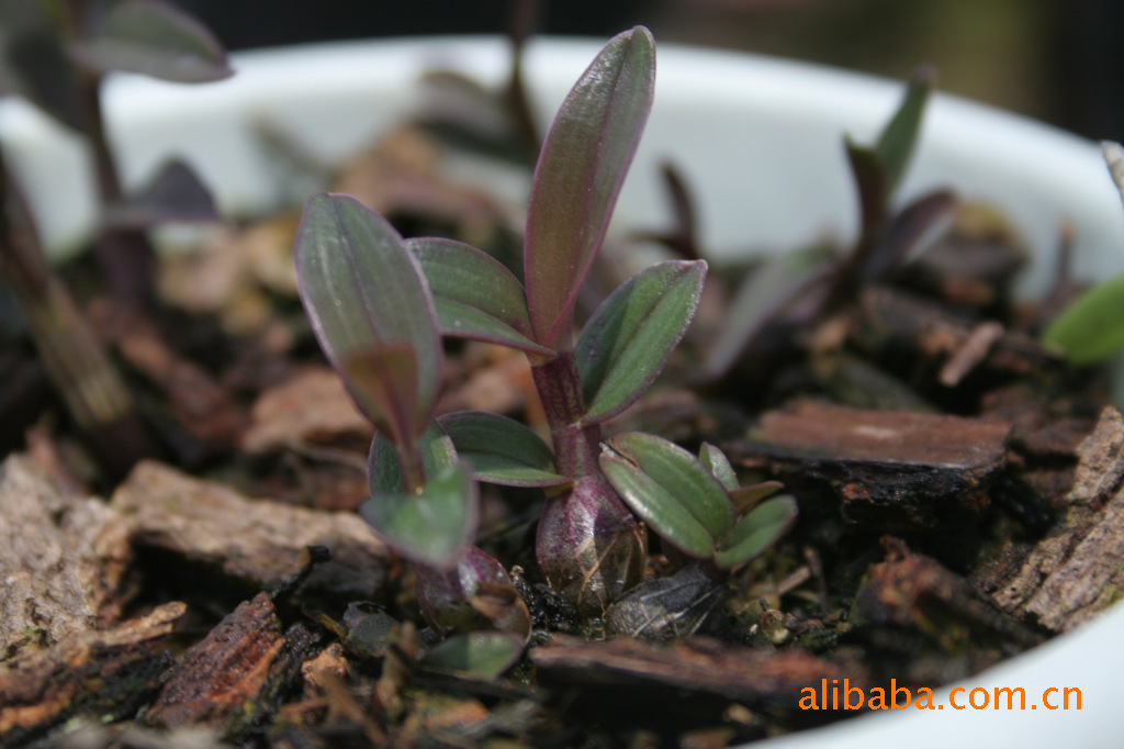 供应原生铁皮石斛种子、种苗。