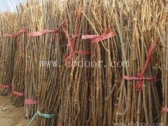 徐州人工金蝉的养殖-亿鸣金蝉服务好-人工金蝉的养殖技术培训