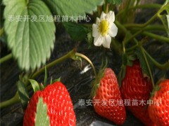 章姬草莓基地直销 现挖现卖颜色鲜艳章姬草莓 抗病性强量大从优