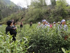 白河：身影浮动茶园春  绿茶开园采摘忙