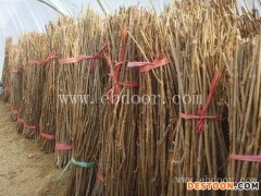 淮南人工金蝉养殖技术培训的用途和特点“本信息长期有效”