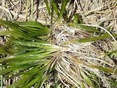 众禾水生植物服务好(图)-优质矮生苦草价格-青海优质矮生苦草