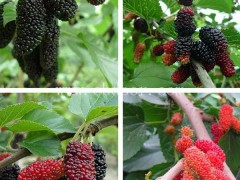 供应果桑苗多少钱一株-供应果桑苗-世超苗木基地(查看)