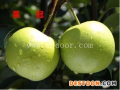 苗木供应(图)-晚秋黄梨树苗-天门梨树苗