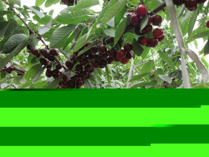 拉宾斯樱桃苗价格/拉宾斯樱桃苗基地/拉宾斯樱桃苗批发/樱桃树苗品种