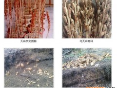 山东天麻种植技术-长程天麻灵芝(推荐商家)