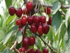 志森园艺 樱桃苗价格  矮化樱桃苗价格  矮化美早樱桃苗