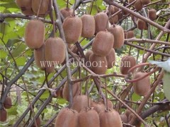 孝感猕猴桃树苗-果树茶叶研究所-猕猴桃树苗 批发