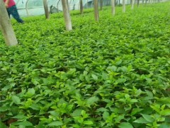 樱桃苗产量 黑珍珠樱桃苗管理 1公分樱桃苗价格优惠