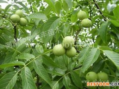 2年苗中林核桃树苗批发-永丰种植-中林核桃树苗批发