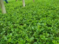 农户直销樱桃苗 3公分樱桃苗种植 吉塞拉樱桃苗种植前景