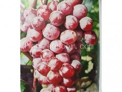 葡萄苗木公司-枣庄葡萄苗木- 寿光市鲁粒葡萄苗