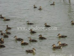 优质大雁种苗技术-平顶山大雁种苗技术-达信大雁养殖场品质优