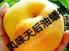 2年苗风味天后桃多少钱棵-永丰种植基地直销-风味天后桃