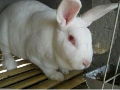 [供]山东省鑫贺兔业出售獭兔 比利时兔，新西兰肉兔，伊拉