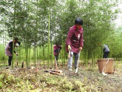 纳溪区：春天第一笋来了！