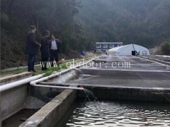 石斑鱼种苗批发-鼎鸿生态农业(在线咨询)-石斑鱼种苗