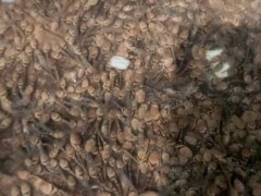 佳鑫石蛙 专业种蛙养殖 棘胸蛙 野生生态养殖场家