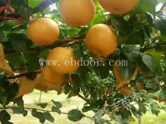 高产秋月梨梨树苗基地-秋月梨梨树苗基地-永丰种植基地直销