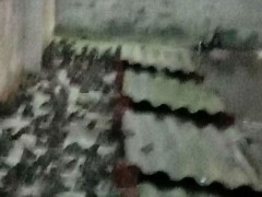 佳鑫石蛙 专业石蛙养殖 小蝌蚪 石蛙蝌蚪